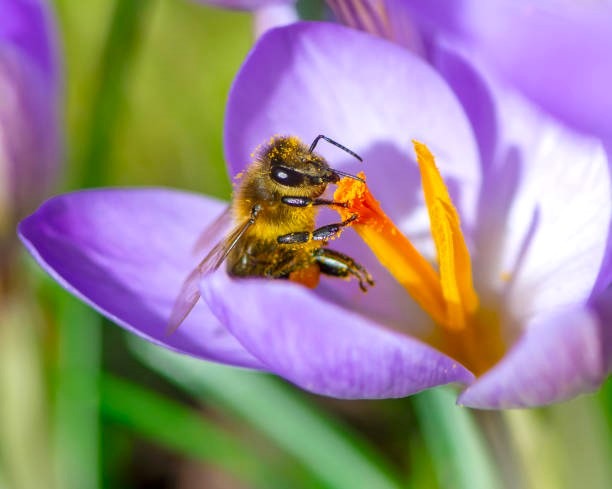 紫の花に座るミツバチ