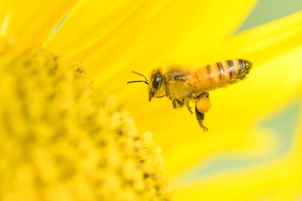 黄色い花とミツバチ