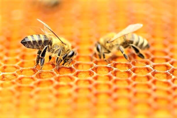 2匹のミツバチ